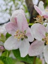 A blooming apple tree in raindrops is magnificent