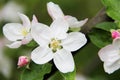 Blooming apple tree. Several flower buds and green young leaves on a branch of a flowering tree Royalty Free Stock Photo