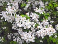 Blooming Apple tree