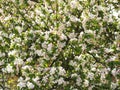 Blooming apple tree spring background. Royalty Free Stock Photo