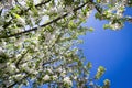 Blooming apple tree Royalty Free Stock Photo