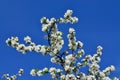 Blooming Apple tree Royalty Free Stock Photo