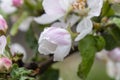 Blooming Apple tree in spring. Close up. Selective focus