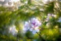 Blooming apple tree and extremely Swirly Bokeh