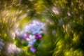 Blooming apple tree and extremely Swirly Bokeh