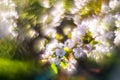 Blooming apple tree and extremely Swirly Bokeh