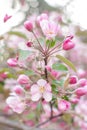 Blooming apple tree on spring. Flowering Crabapple in the park. Closeup of pink blossoming branches. Background with flowers in bl Royalty Free Stock Photo