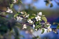 Blooming apple tree. Spring flowering. Soft focus, author processing