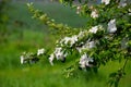 Blooming apple, Blooming apple tree in spring garden