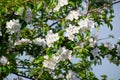 Blooming apple, Blooming apple tree in spring garden Royalty Free Stock Photo