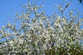 Blooming apple, Blooming apple tree in spring garden Royalty Free Stock Photo