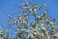 Blooming apple, Blooming apple tree in spring garden Royalty Free Stock Photo