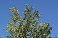 Blooming apple tree in spring garden on the background of clear blue sky Royalty Free Stock Photo