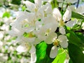 Blooming Apple tree in the spring garden. Beautiful apple blossom.Close up of tree blossom in april.Spring blossom background.