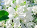 Blooming Apple tree in the spring garden. Beautiful apple blossom.Close up of tree blossom in april.Spring blossom background.