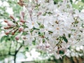 Blooming Apple tree in the spring garden. Beautiful apple blossom.Close up of tree blossom in april.Spring blossom background.