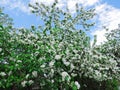 Blooming Apple tree in the spring garden. Beautiful apple blossom.Close up of tree blossom in april.Spring blossom background.