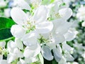 Blooming Apple tree in the spring garden. Beautiful apple blossom.Close up of tree blossom in april.Spring blossom background.