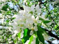 Blooming Apple tree in the spring garden. Beautiful apple blossom.Close up of tree blossom in april.Spring blossom background.