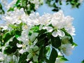 Blooming Apple tree in the spring garden. Beautiful apple blossom.Close up of tree blossom in april.Spring blossom background.