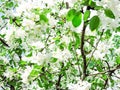 Blooming Apple tree in the spring garden. Beautiful apple blossom.Close up of tree blossom in april.Spring blossom background.