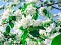 Blooming Apple tree in the spring garden. Beautiful apple blossom.Close up of tree blossom in april.Spring blossom background.