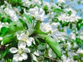 Blooming Apple tree in the spring garden. Beautiful apple blossom.Close up of tree blossom in april.Spring blossom background.