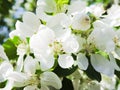 Blooming Apple tree in the spring garden. Beautiful apple blossom.Close up of tree blossom in april.Spring blossom background.