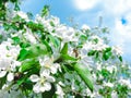 Blooming Apple tree in the spring garden. Beautiful apple blossom.Close up of tree blossom in april.Spring blossom background.