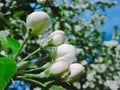 Blooming Apple tree in the spring garden. Beautiful apple blossom.Close up of tree blossom in april.Spring blossom background.