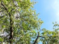 Blooming Apple tree in the spring garden. Beautiful apple blossom.Close up of tree blossom in april.Spring blossom background.