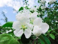 Blooming Apple tree in the spring garden. Beautiful apple blossom.Close up of tree blossom in april.Spring blossom background.