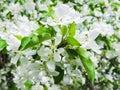 Blooming Apple tree in the spring garden. Beautiful apple blossom.Close up of tree blossom in april.Spring blossom background.