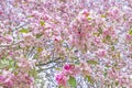 Blooming apple tree in spring garden. Beautiful blossom background of pink white apple flowers Royalty Free Stock Photo
