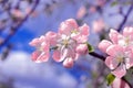 Blooming apple tree in the spring garden on blue sky  background Royalty Free Stock Photo