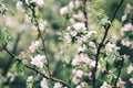 Blooming apple tree in the spring garden