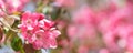 Blooming apple tree in the spring garden. Pink flowers on a tree