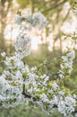 Blooming apple tree in spring garden at sunshine Royalty Free Stock Photo
