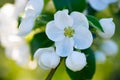 Blooming apple tree in the spring garden. White flowers on a tree close-up Royalty Free Stock Photo