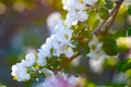 Blooming apple tree in the spring garden. White flowers on a tree close-up Royalty Free Stock Photo