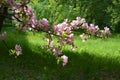 Blooming apple tree in spring. Malus Niedzwetzkyana. Branch with pink flowers on the background of green grass Royalty Free Stock Photo