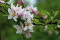 Blooming apple tree in spring. Pink and white flowers of fruit tree on green natural background. Flower season, floral background, Royalty Free Stock Photo