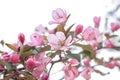 Blooming apple tree on spring, soft focus. Closeup of pink blossoming branches. Background with flowers in bloom Royalty Free Stock Photo
