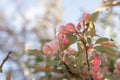 Blooming apple tree on spring, soft focus. Closeup of pink blossoming branches. Background with flowers in bloom Royalty Free Stock Photo