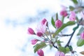 Blooming apple tree on spring, soft focus. Flowering Crabapple in the park. Closeup of pink blossoming branches. Background with f Royalty Free Stock Photo