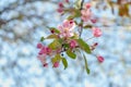 Blooming apple tree in spring sunlight, selective focus. Closeup of pink blossoming branches. Background with flowers in bloom Royalty Free Stock Photo