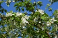 Blooming apple tree in spring sunny day. Beautiful white flowers on branches on the background of clear blue sky Royalty Free Stock Photo