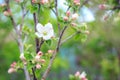 Blooming apple tree in spring time. Close up macro shot of white flowers Royalty Free Stock Photo