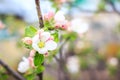 Blooming apple tree in spring time. Close up macro shot of white flowers Royalty Free Stock Photo