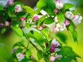 Blooming apple tree Royalty Free Stock Photo